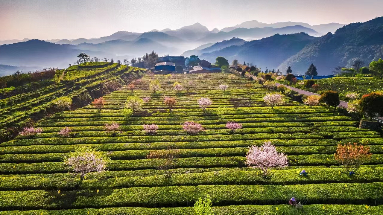 福鼎：一脉茶香传千年